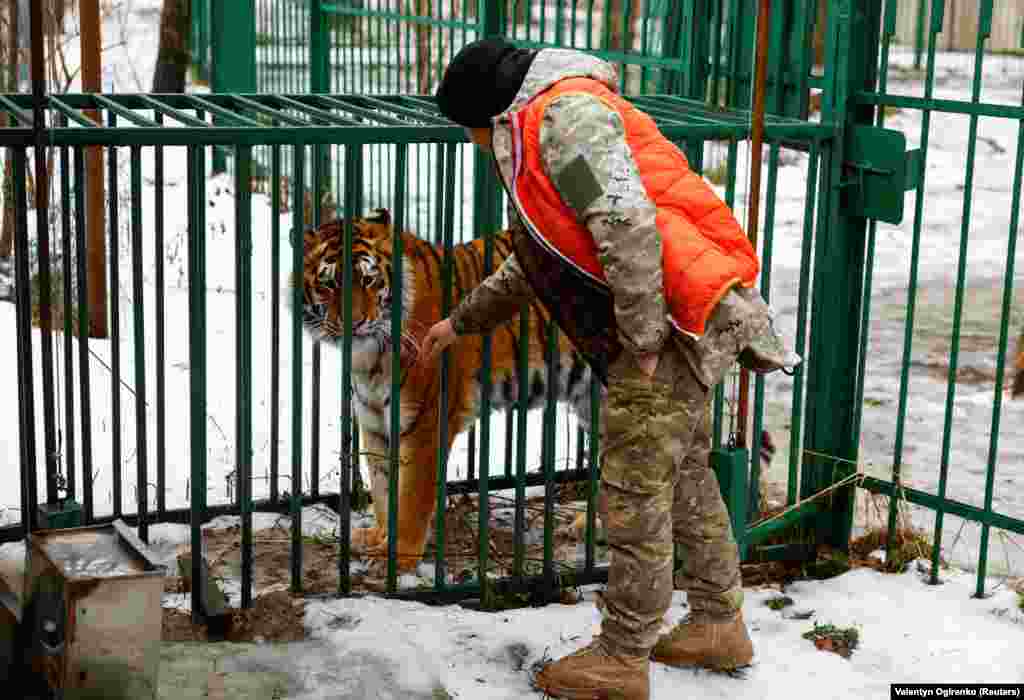 Наразі у рятувальному центрі живуть п’ять левів, три тигри, рись, вовк та дві лисиці, і при цьому притулок не зупиняє прийом тварин 