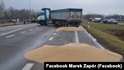 Розсипане учасниками блокування кордону з Україною зерно. Польща, поблизу пункту пропуску «Дорогуськ-Ягодин». 11 лютого 2024 року