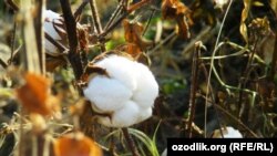 Foto: arxiv