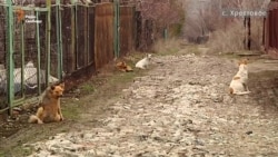 «Сіра зона» «ЛНР»: Перша безпечна весна у Хрестовому (відео)