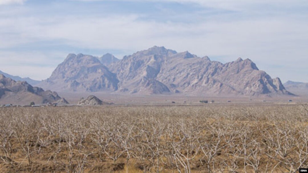 باغ پسته خشک‌شده در سیرجان