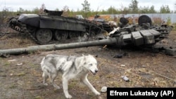 Ілюстраційне фото. Собака пробігає повз знищений ЗСУ російський танк із літерою «V» у селі Дмитрівка на Київщині, яке напередодні звільнила армія України, 2 квітня 2022 року