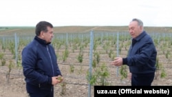 Мирзиёев менен Назарбаев Казакстандагы жүзүмзарда