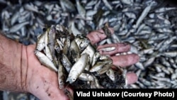 Влад Ушаковдун сүрөтү. 
