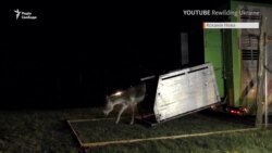 В степу на Одещині поселили куланів та ланей із «Асканії-Нова» (відео)
