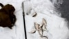 Kyrgyzstan-Bishkek, winter fishing, 01Jan2015